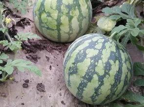 吃瓜比赛卖西瓜,吃瓜大赛,西瓜盛宴一触即发! 第2张 吃瓜比赛卖西瓜,吃瓜大赛,西瓜盛宴一触即发! 第2张